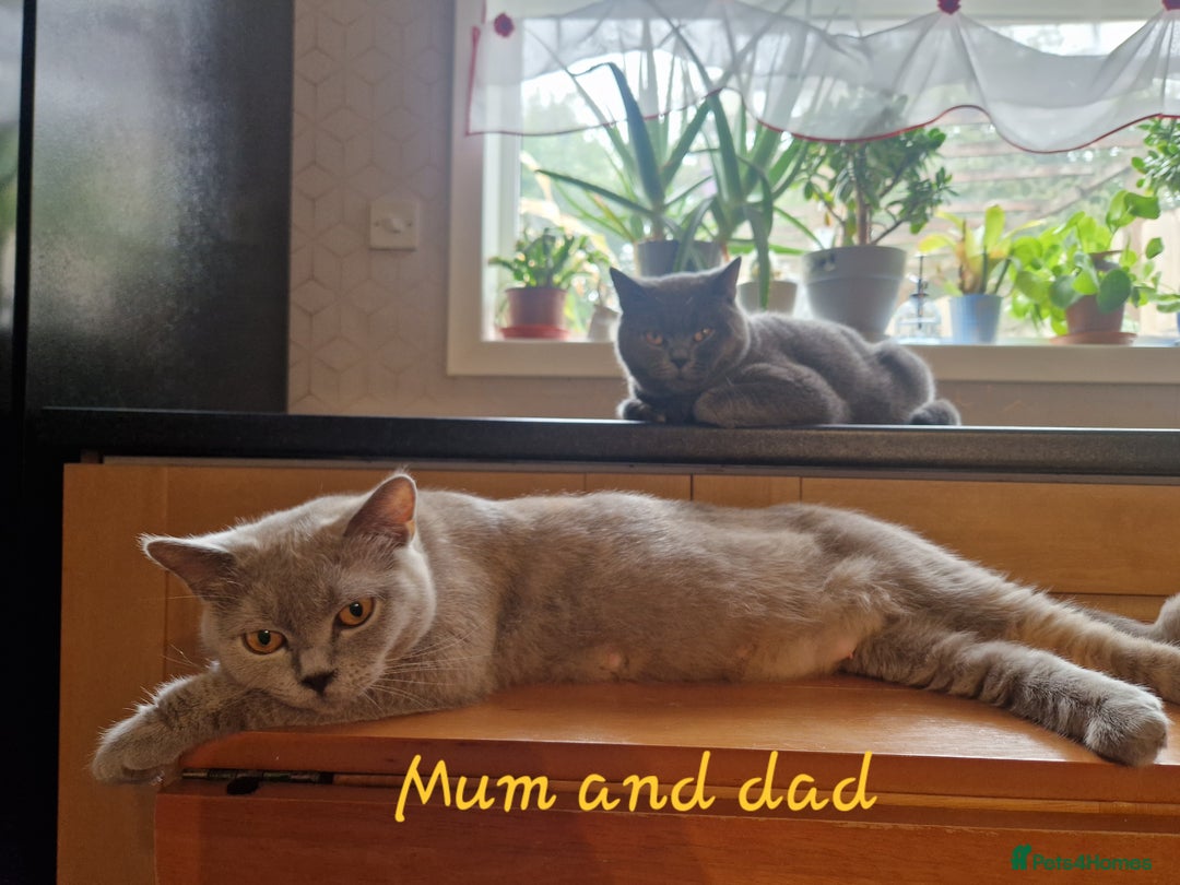 British Shorthair cats for sale: Beautiful litter of British Shorthair kittens - Advert 2