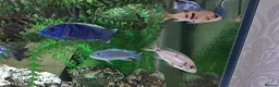 Cichlids fish for sale: Tropical fish in Wallsend - Advert 4