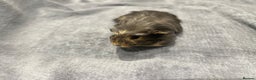 Guinea Pig rodents for sale:  Female Guinea pigs - Advert 7