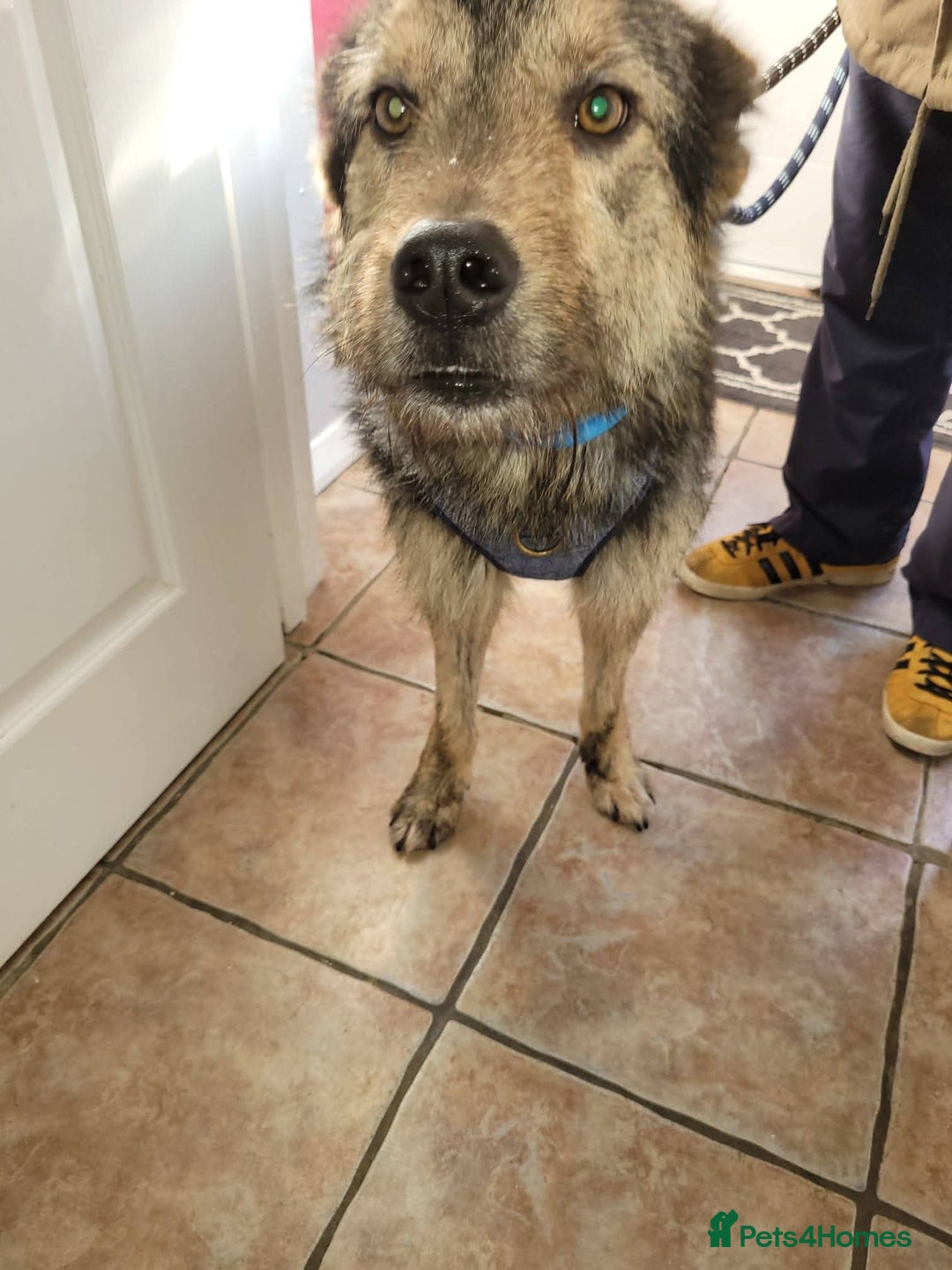 Mixed Breed dogs for adoption: Meet Alfie, currently residing in Buckinghamshire  - Advert 2