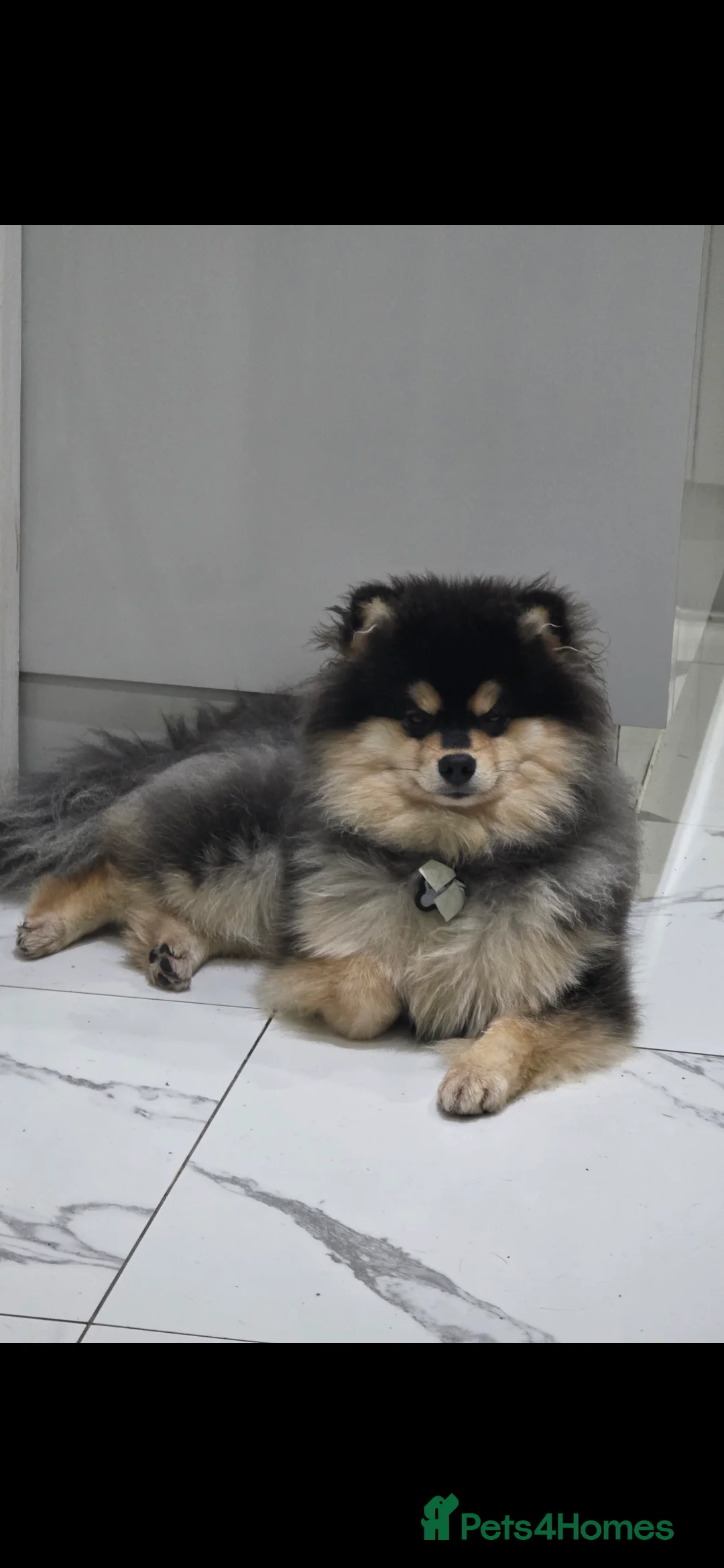 Pomsky dogs for sale: Batman F3 Pomsky boy  - Advert 24
