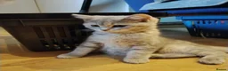 Mixed Breed cats for sale: Beautiful kittens looking for home  - Advert 7