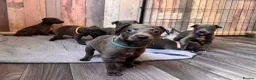 Whippet dogs for sale: KC Registered Blue Whippet Puppies  in Poole - Advert 7