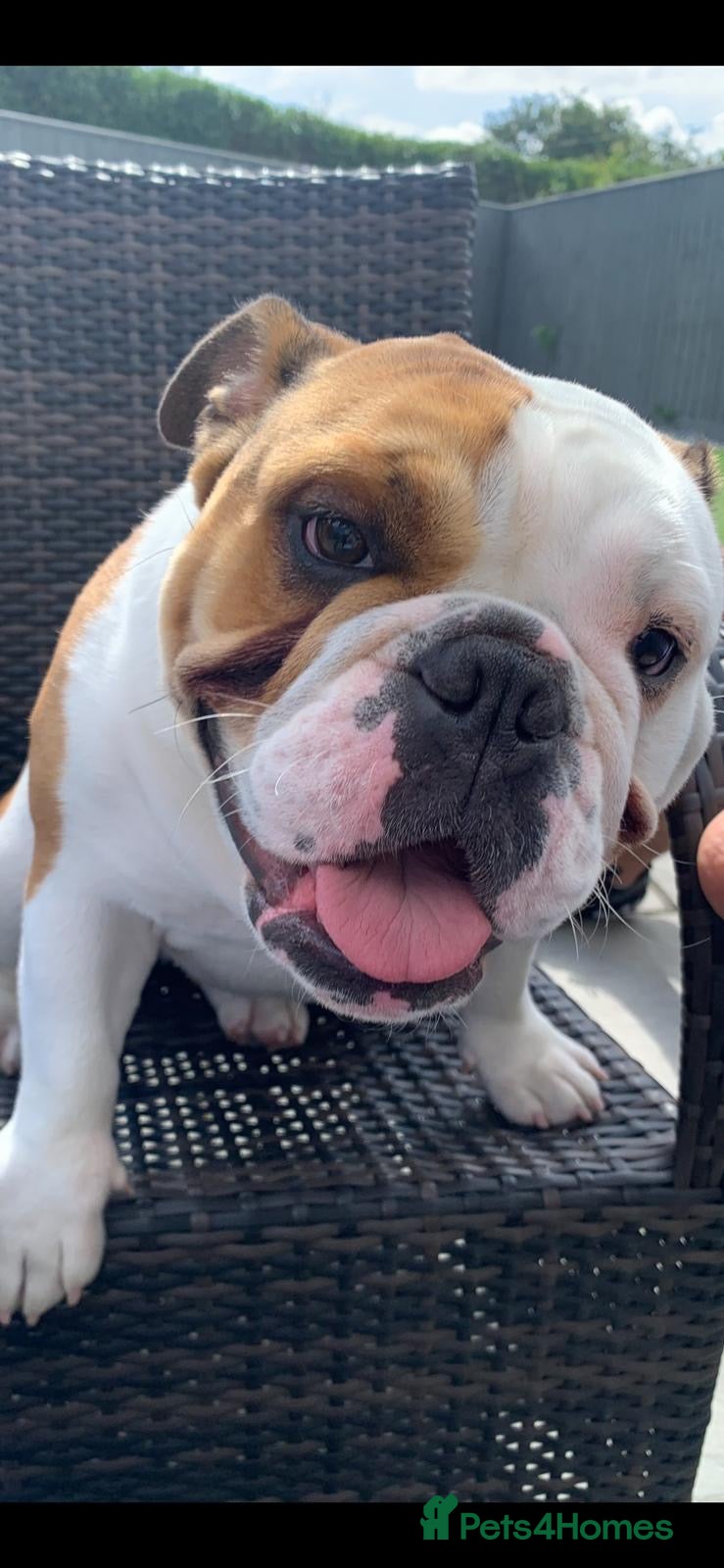 English Bulldog dogs Female English Bulldog - Advert 13