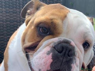 English Bulldog dogs Female English Bulldog - Advert 1