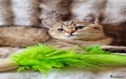 British Shorthair cats for sale: GOLDEN & SILVER BRITISH SHORTHAIR KITTENS TICA - Image 9