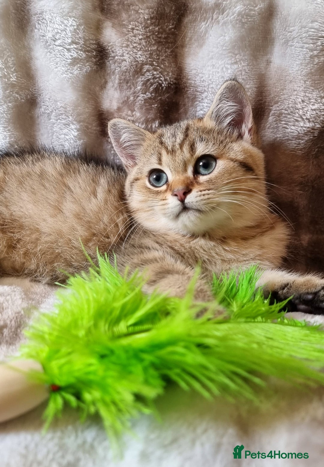 British Shorthair cats for sale: GOLDEN & SILVER BRITISH SHORTHAIR KITTENS TICA - Image 9