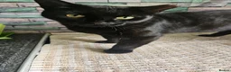 Mixed Breed cats for sale: Female microchiped and neutered - Advert 4