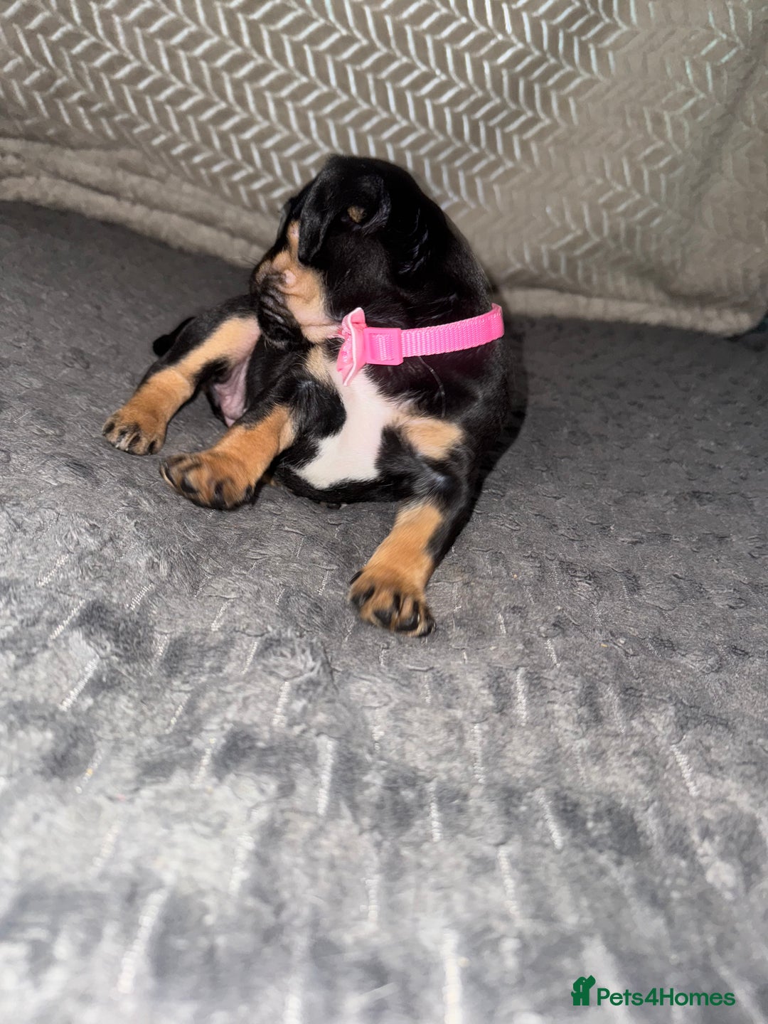 Mixed Breed dogs for sale: 🐾 Beautiful French Bull Weiners 🐾  - Advert 32