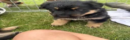 German Shepherd dogs for sale: German shepherd puppies.  - Advert 4