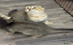 Scottish Fold cats for sale: Golden Scottish fold  - Image 8