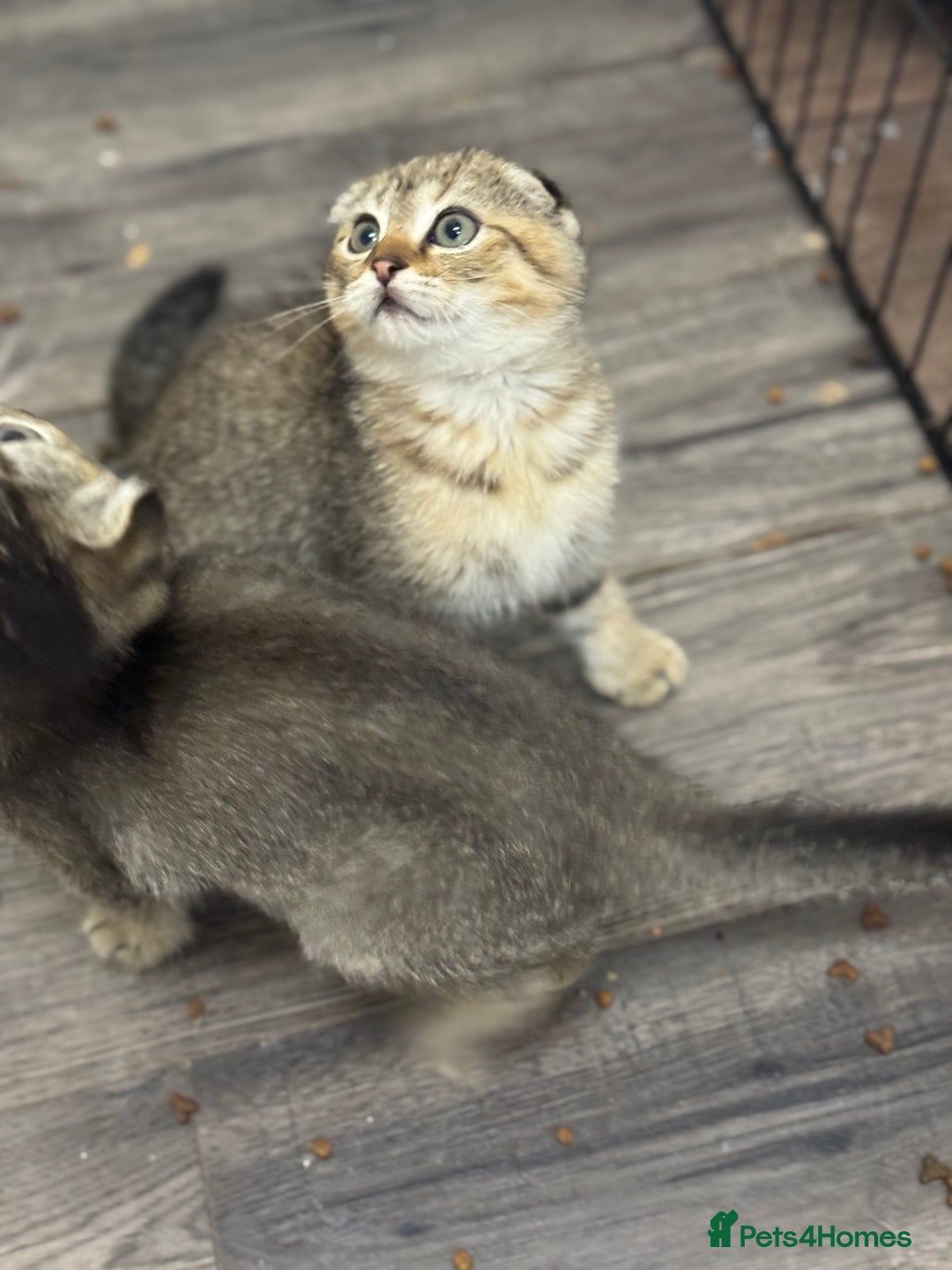 Scottish Fold cats for sale: Golden Scottish fold  - Image 8