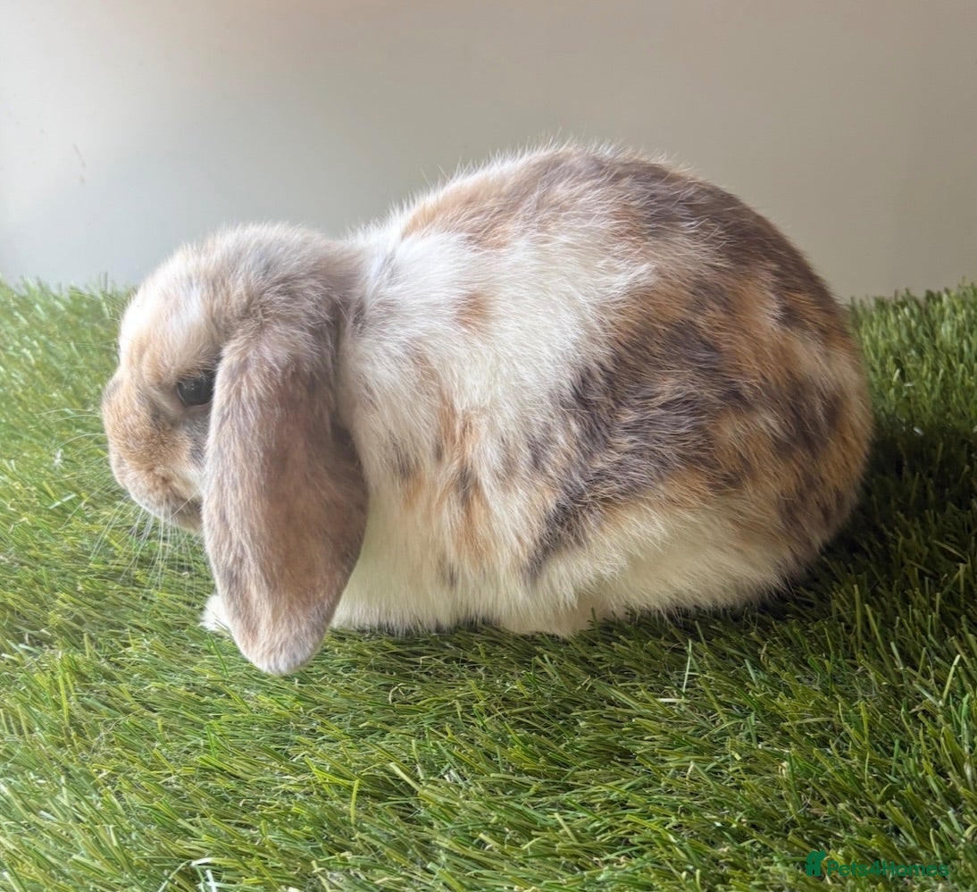 Mini Lop rabbits Stunning mini lop babies - amazing temperaments  - Advert 1