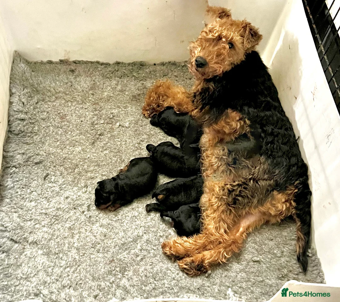 Welsh Terrier dogs for sale: Top Quality KC Reg, PLL Clear Welsh Terrier Pups - Advert 3