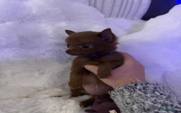 Pomchi dogs for sale: Fluffy Tiny Pomchi Puppies.🥰😍🤗 - Image 21