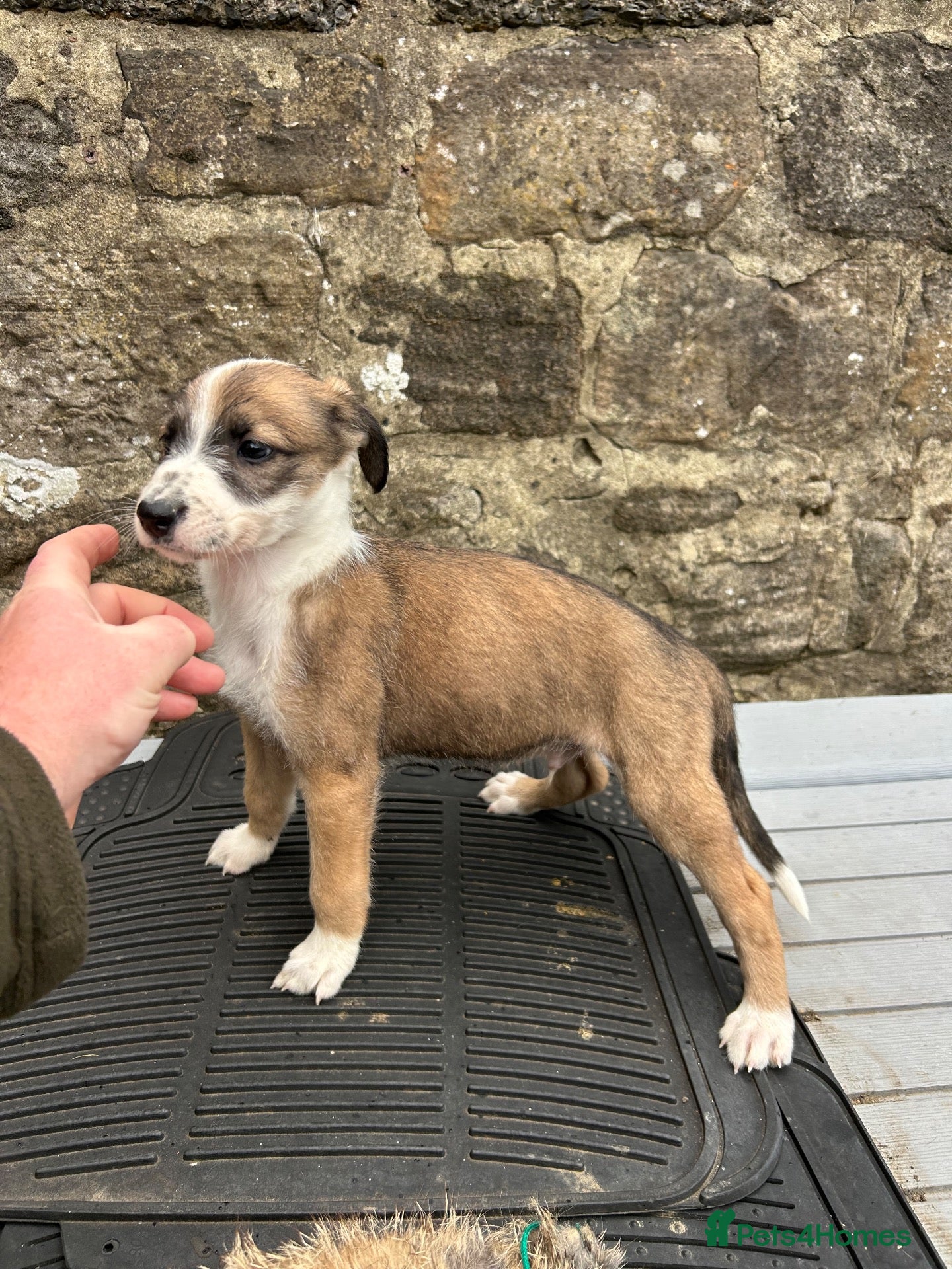 Lurcher dogs Bedlington whippet lurcher pups - Advert 6