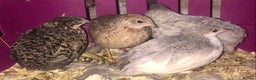 Quail poultry for sale: QUAILS EGGS/CHINESE PAINTED BUTTONS ! - Advert 30