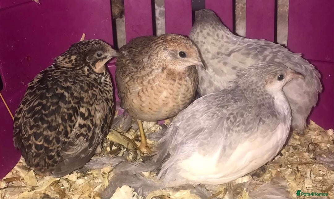 Quail poultry for sale: QUAILS EGGS/CHINESE PAINTED BUTTONS ! - Image 30