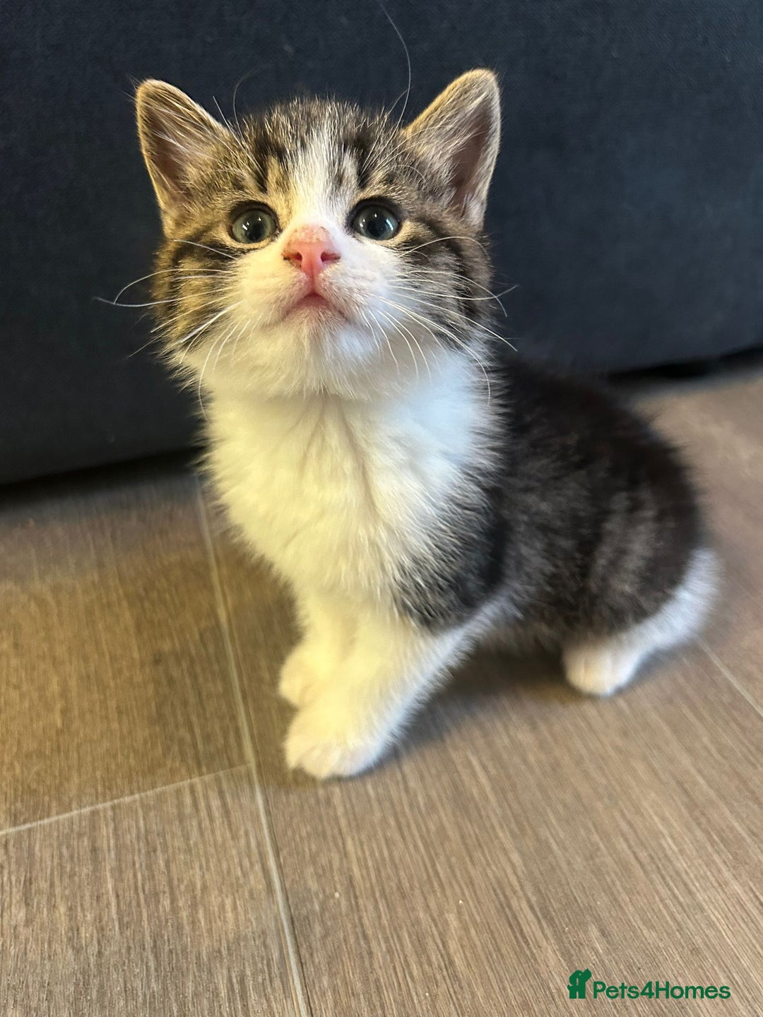 Mixed Breed cats for sale: Gorgeous Maine coone cross kittens! - Image 14