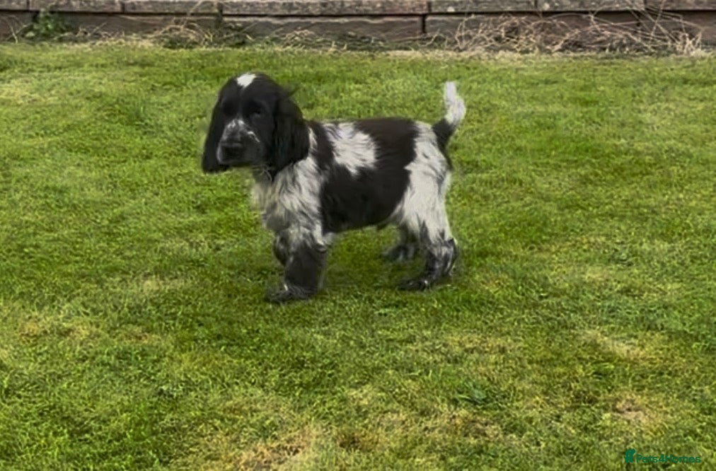 Cocker Spaniel dogs for sale: 3 blue roan cocker spaniel boys for sale  - Advert 1