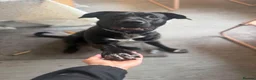 Mixed Breed dogs for sale: Lab Cross - Rehoming Our Beautiful Boy  - Advert 4