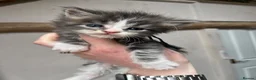 Maine Coon cats for sale: Stunning pedigree Maine coon kittens TICA  - Advert 7