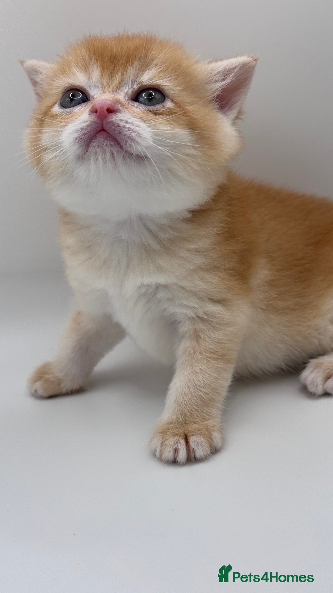 British Shorthair cats for sale: GCCF BSH BY12 GOLDEN CHOCOLATE KITTENS  - Image 14