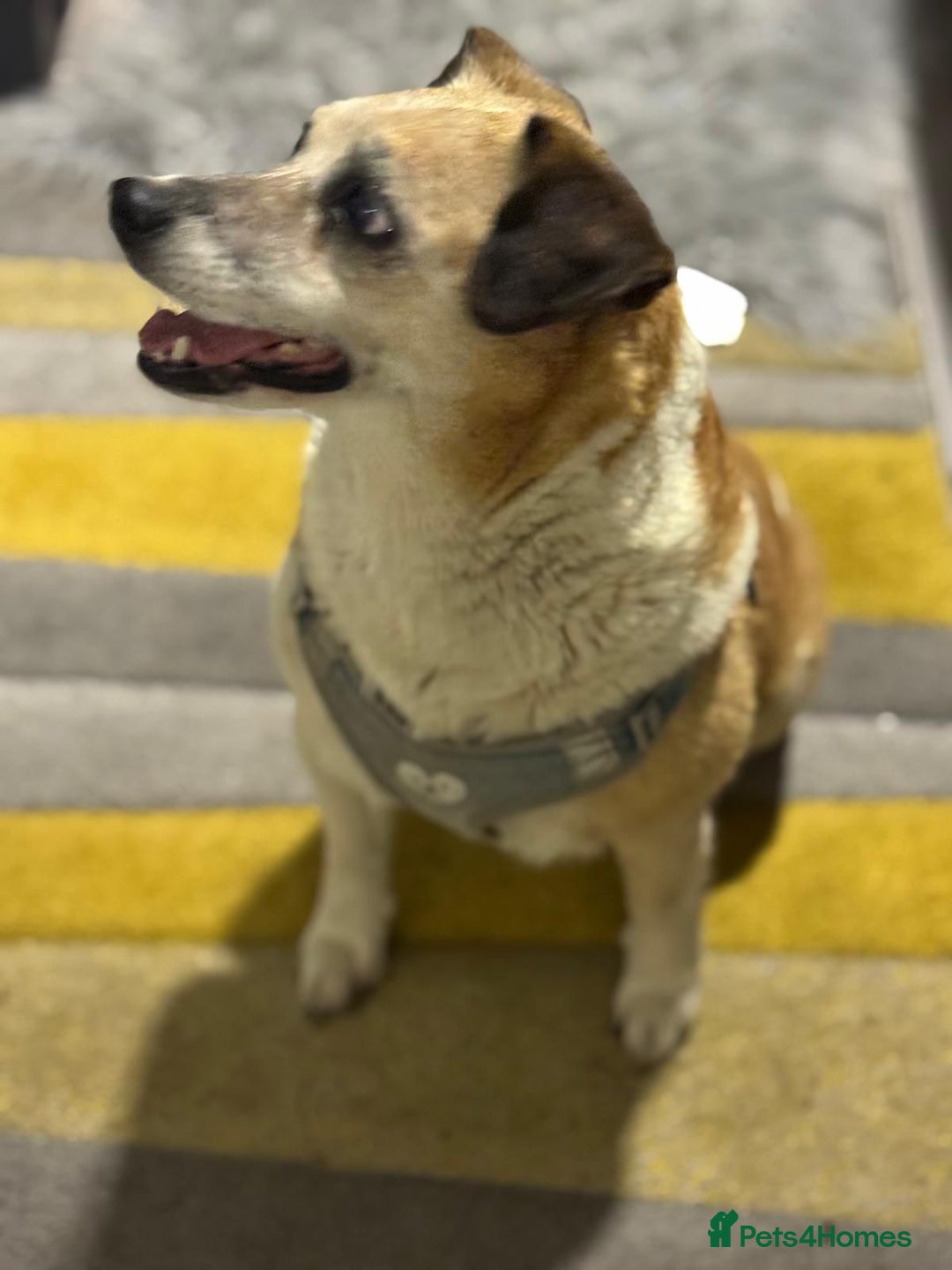 Mixed Breed dogs for adoption: Sweetheart Folti needs her home - Advert 14