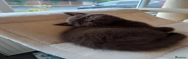 British  chocolate Shorthair 1