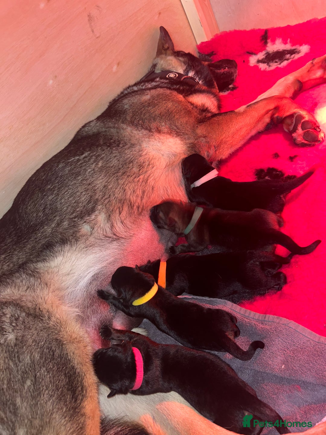 German Shepherd dogs for sale: German Shepherd pups Black&Sable..stunning litter! - Advert 9
