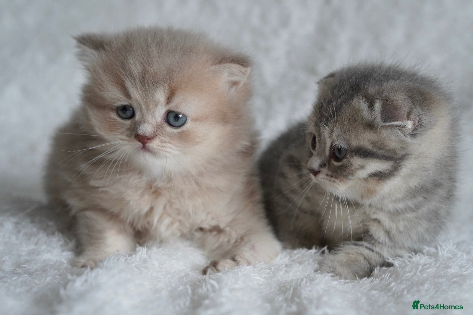 Munchkin cats Beautiful munchkin kittens - Advert 1