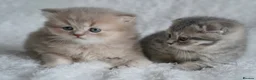 Munchkin cats for sale: Beautiful munchkin kittens - Advert 8