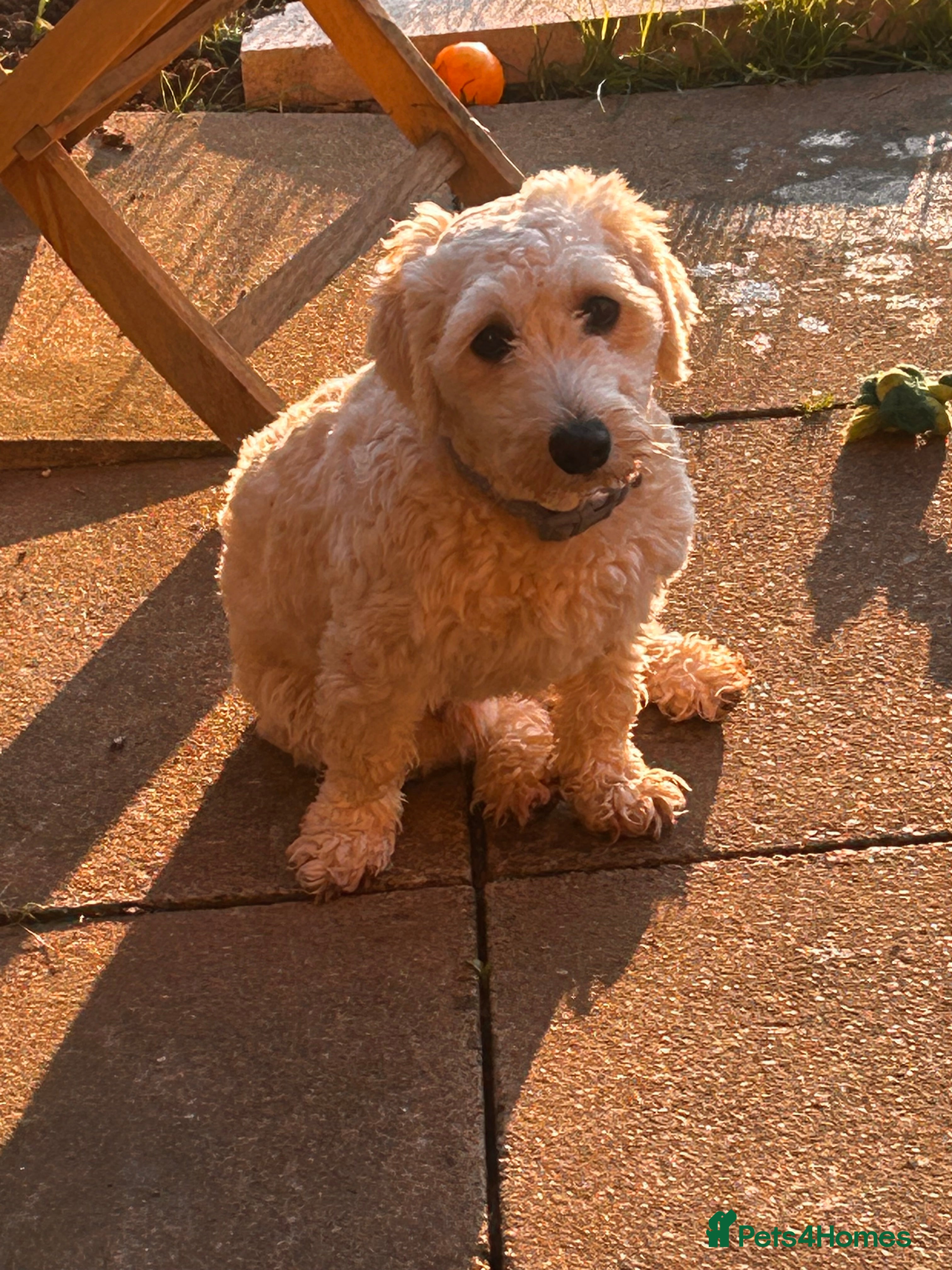 Jackapoo dogs Jackapoo for sale in Evesham - Advert 1