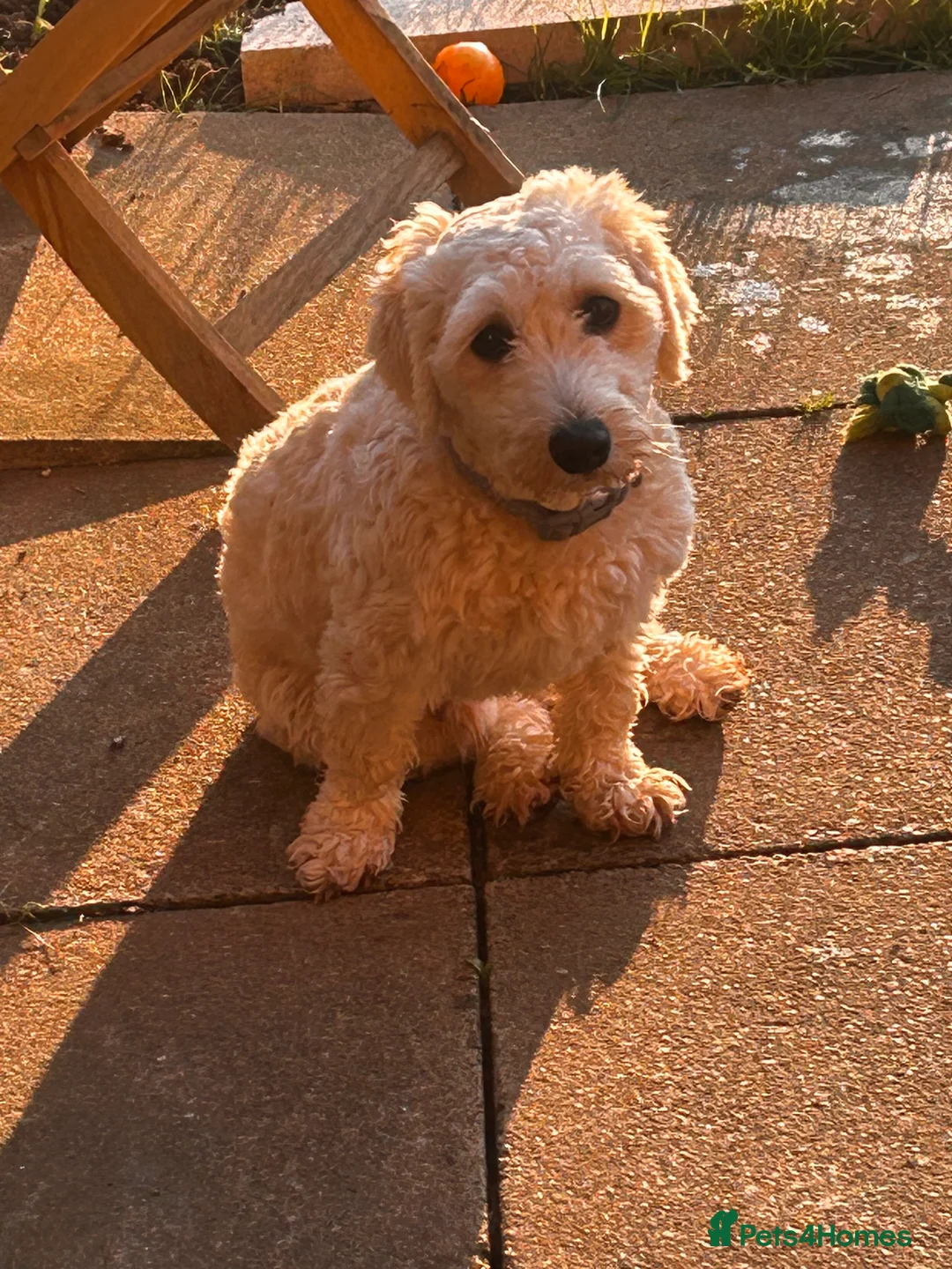 Jackapoo dogs for sale: Jackapoo for sale in Evesham - Advert 1