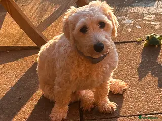 Jackapoo dogs Jackapoo for sale in Evesham - Advert 2