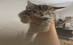 Mixed Breed cats for sale: 2 kittens looking for their forever homes - Image 8