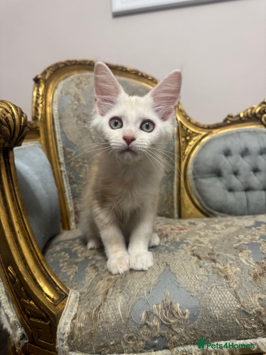 Maine Coon cats for sale: Maine Coon Kittens 🏆 20+ gen 🧬 pedigree 🎄🎄🎄 - Advert 9