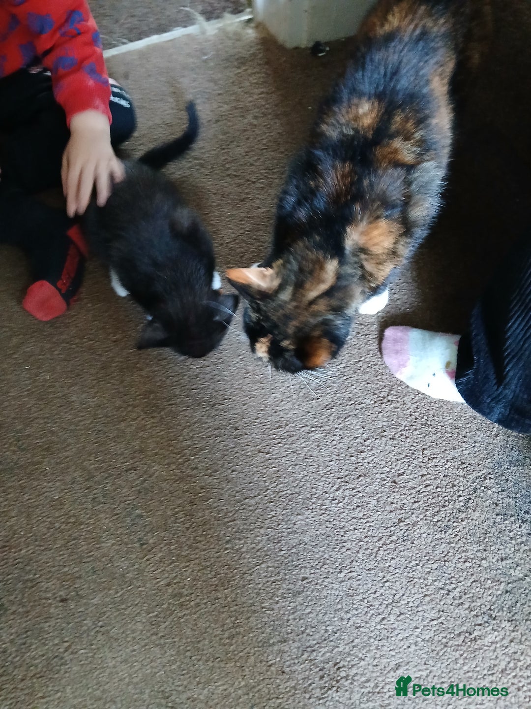 Mixed Breed cats for sale: 1 Beautiful black and white girl left  - Image 5