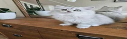 Persian cats for sale: 1 Pure Persian Chinchilla Male Kitten - Advert 1