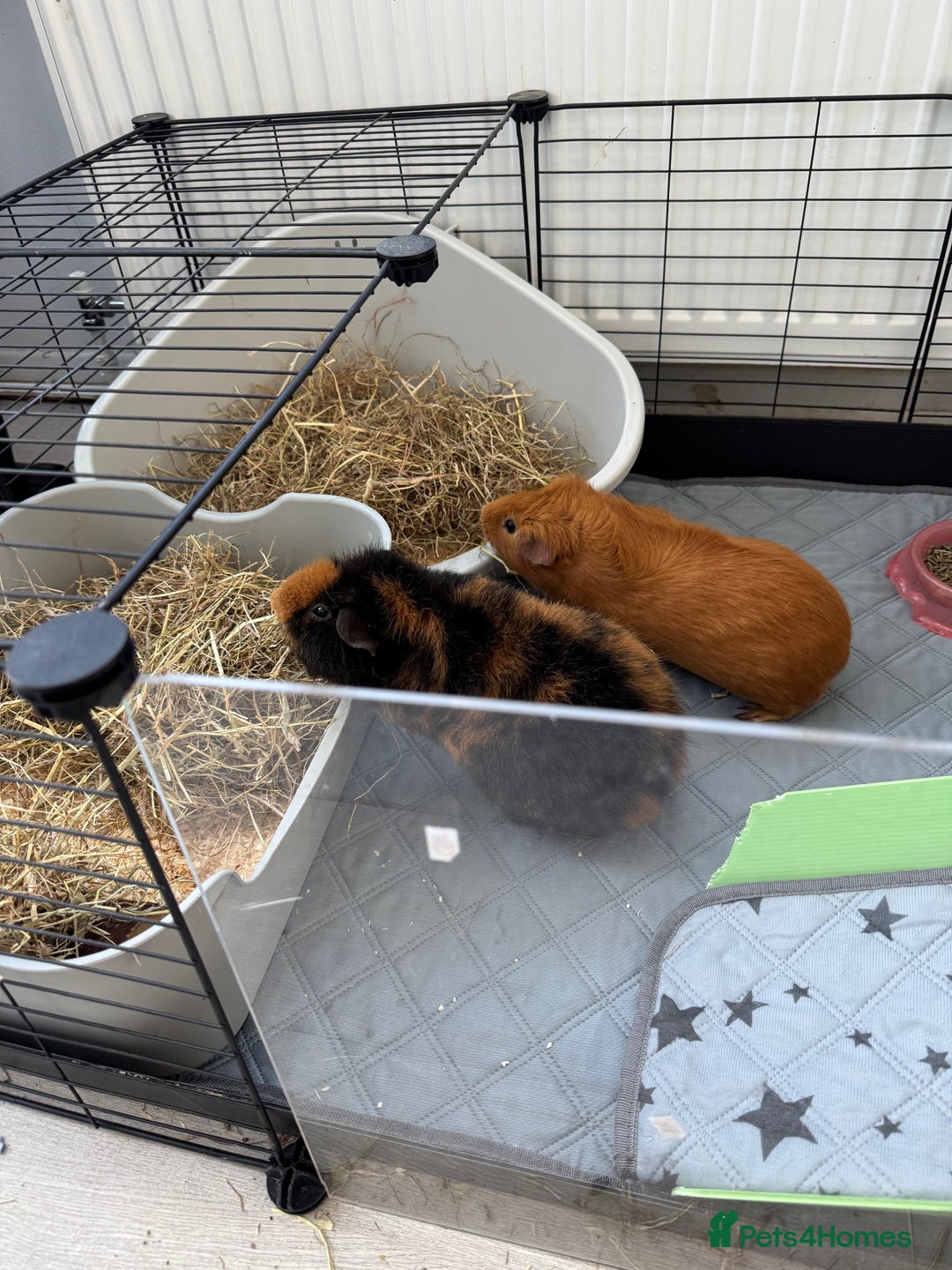 Guinea Pig rodents for sale: 2 x Guinea Pigs with cages - Advert 1