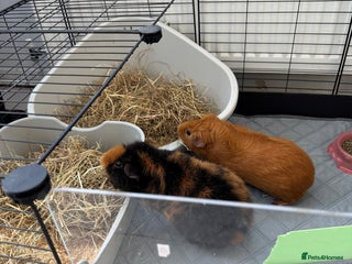 Guinea Pig rodents 2 x Guinea Pigs with cages - Advert 6