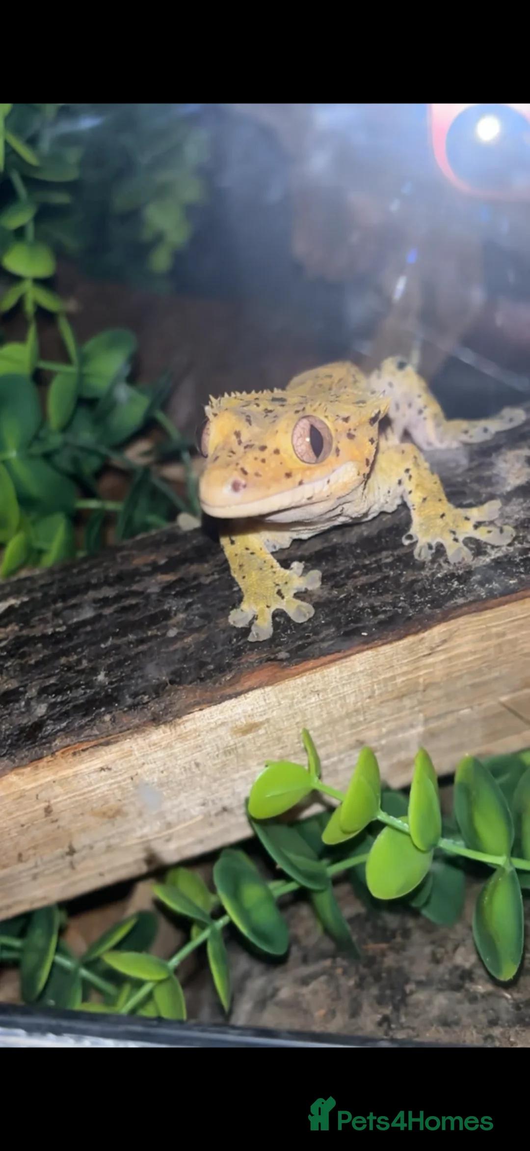 Gecko reptiles for sale: Dalmation Crested gecko in Hassocks - Advert 1
