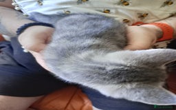 British Shorthair cats for sale: Adorable blue grey kittens - Image 3