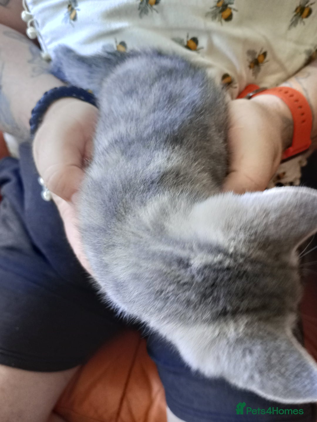 British Shorthair cats for sale: Adorable blue grey kittens - Image 3