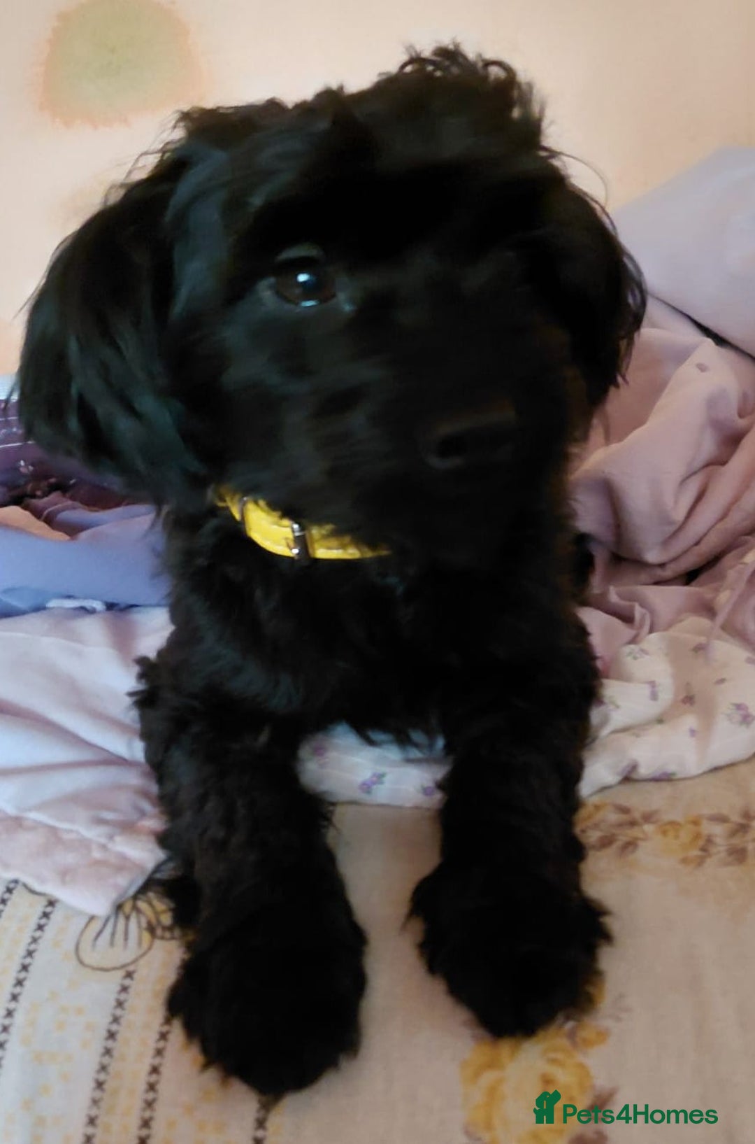 Mixed Breed dogs for adoption: 💛 BRINDY - A Sweet Little Black Velvet Girl 💛🐾 - Advert 3