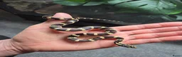 King Snake reptiles for sale: Prove pair Mexican black king snake - Advert 3