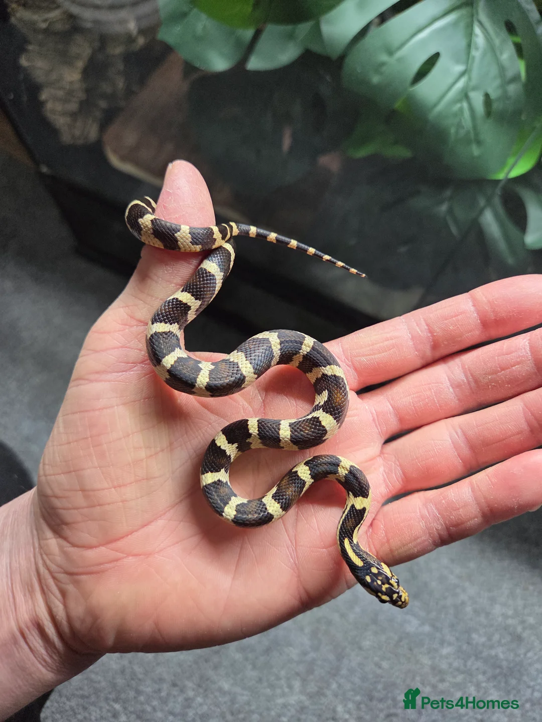 King Snake reptiles for sale: Prove pair Mexican black king snake - Advert 3