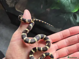 King Snake reptiles 2025 jungle corn - Advert 1