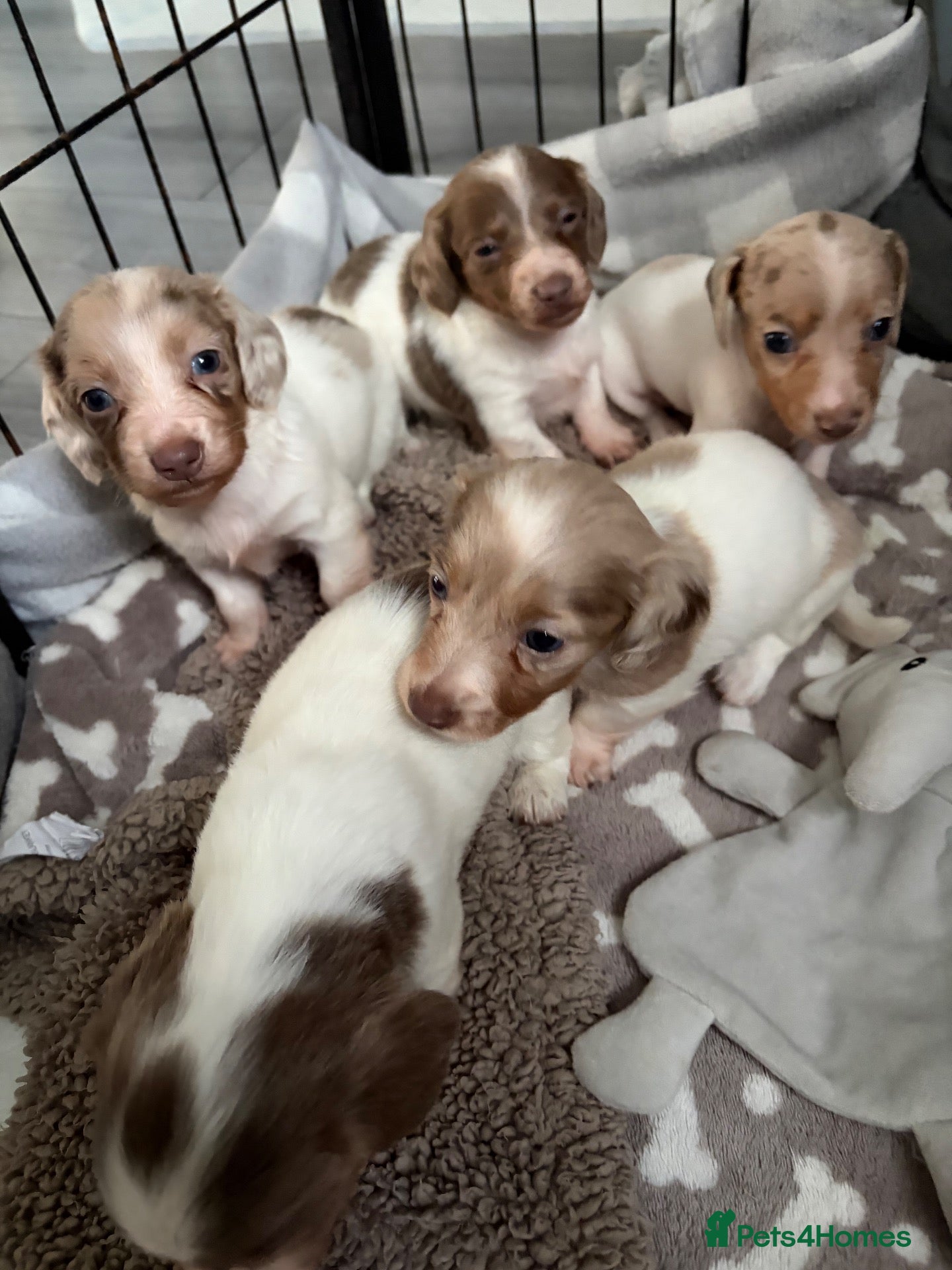 Dachshund dogs Miniature dachshund  - Advert 1