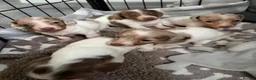 Dachshund dogs for sale: Miniature dachshund  - Advert 1